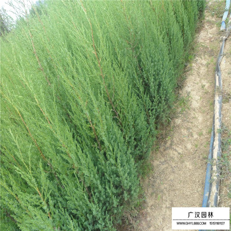 北京檜繁殖方法(圖10)