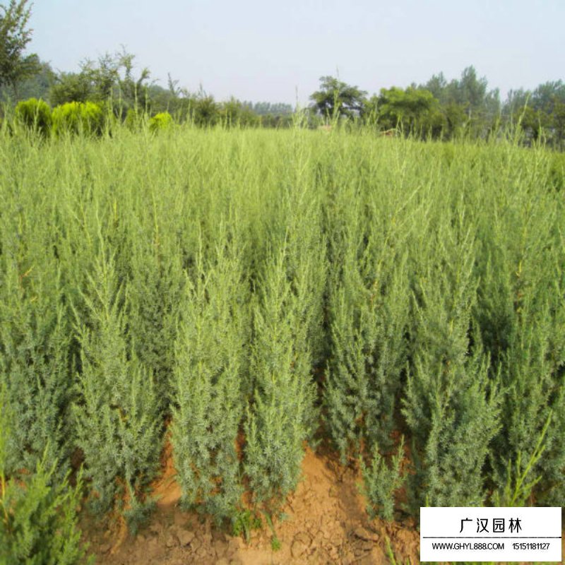 北京檜繁殖方法(圖3)