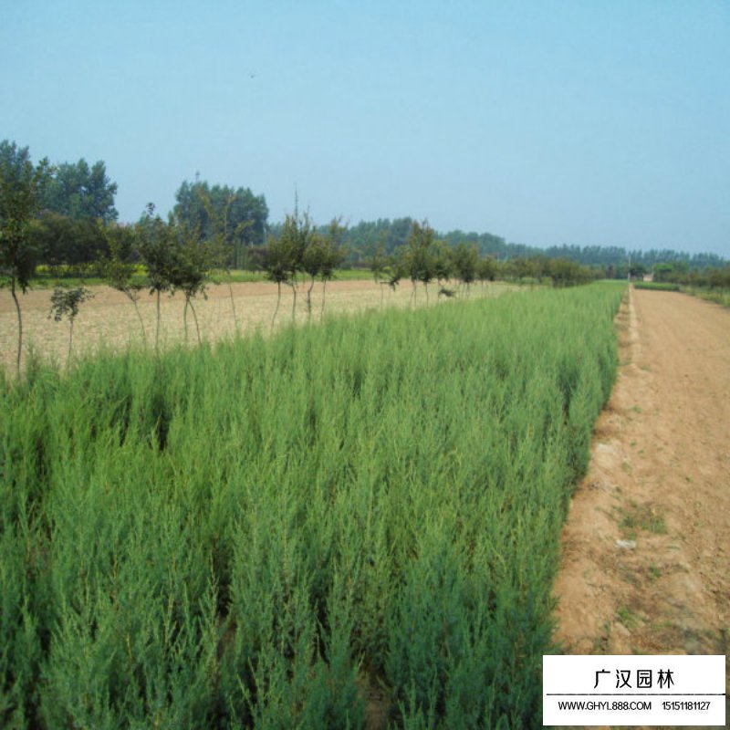 北京檜繁殖方法(圖5)