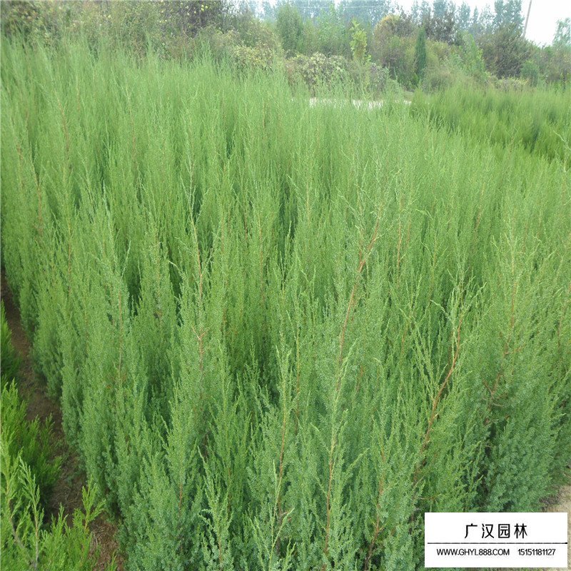 北京檜繁殖方法(圖6)