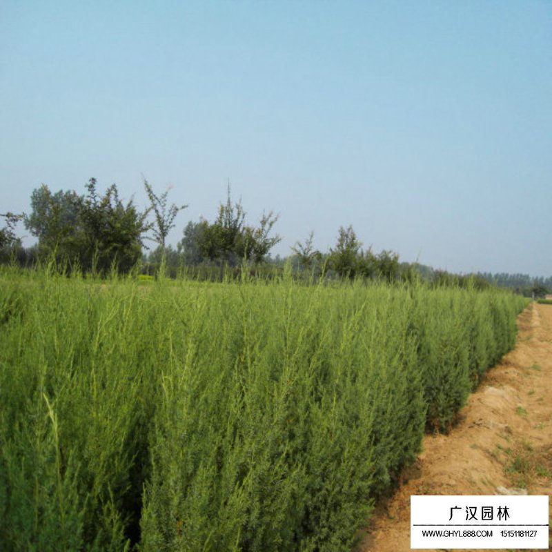 北京檜繁殖方法(圖7)