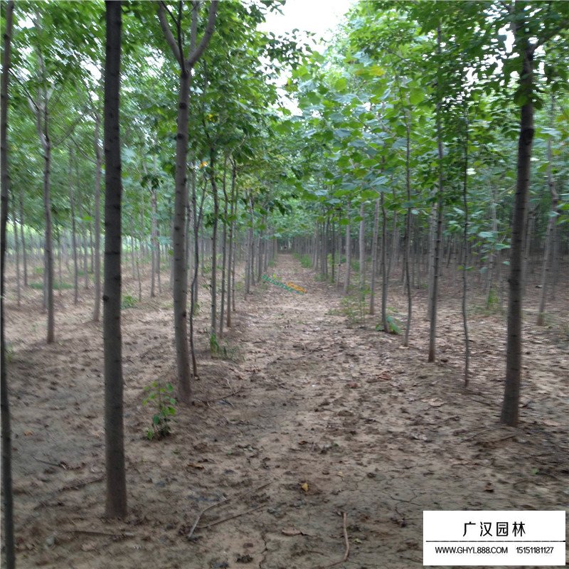 白蠟樹種植基地(圖3)