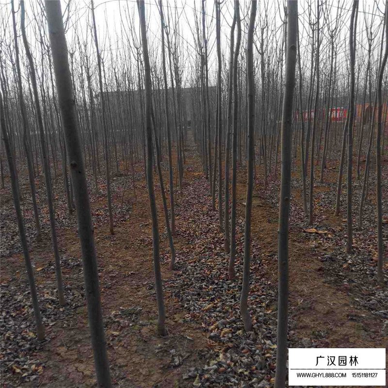 白蠟樹種植基地(圖4)