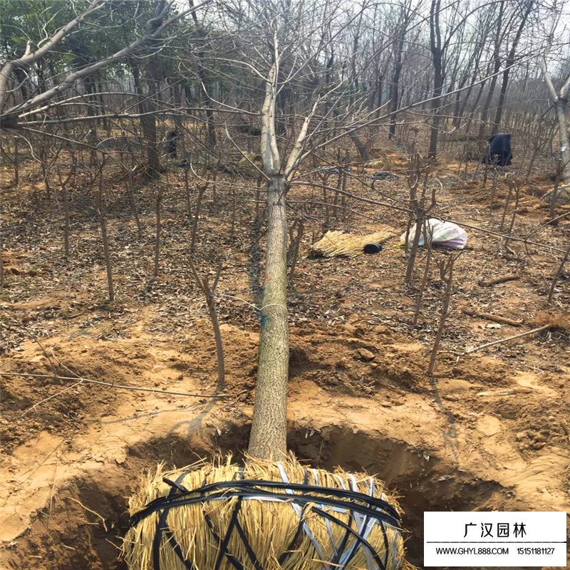 白蠟樹種植基地(圖6)