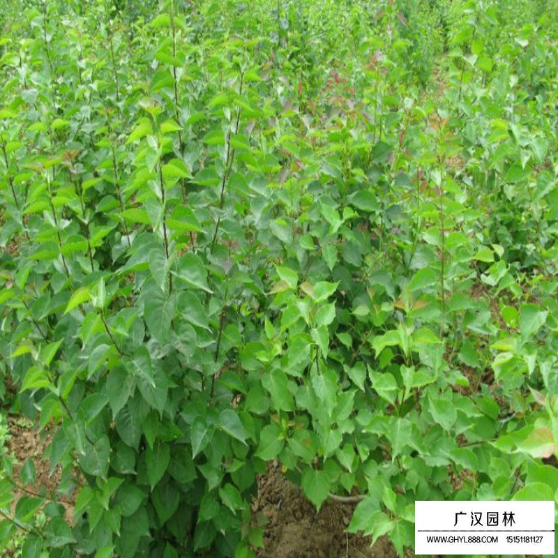 暴馬丁香的區(qū)分與培育(圖2)