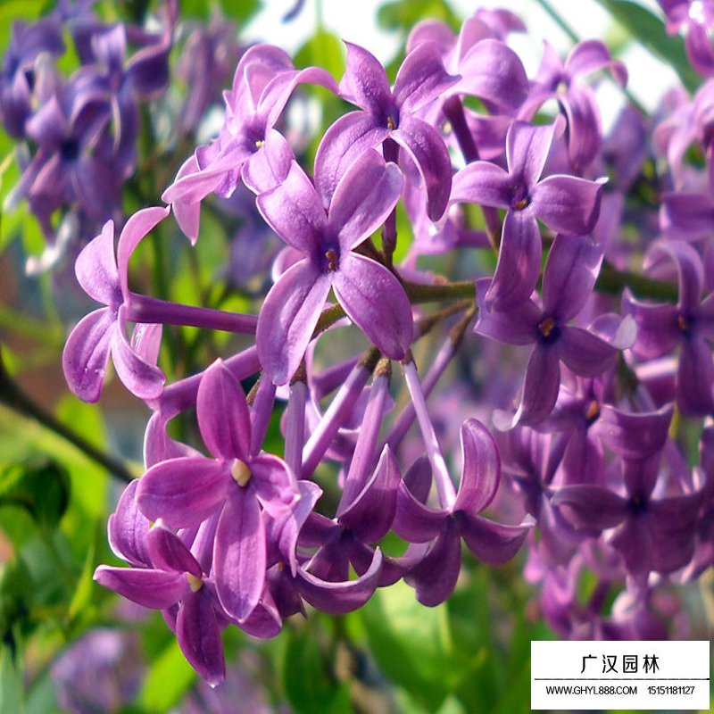 暴馬丁香的區(qū)分與培育(圖4)