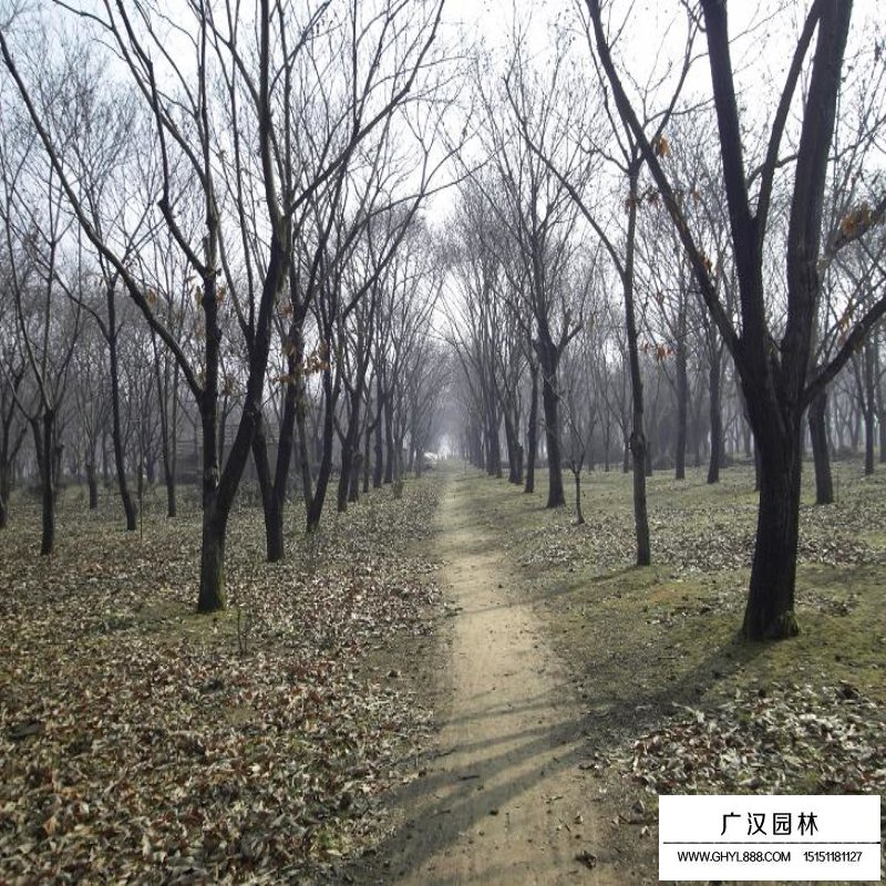 板栗樹的產(chǎn)地與分布(圖6)