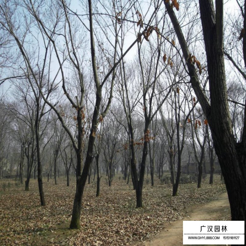 板栗樹的產(chǎn)地與分布(圖7)