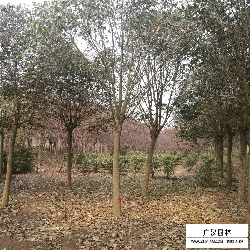 5公分的大葉女貞什么價(jià)格(圖8)