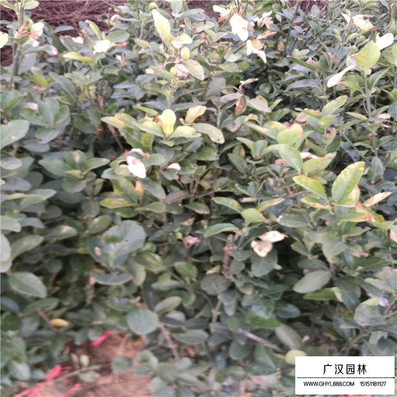 便宜的冬青球哪里有賣(圖3)