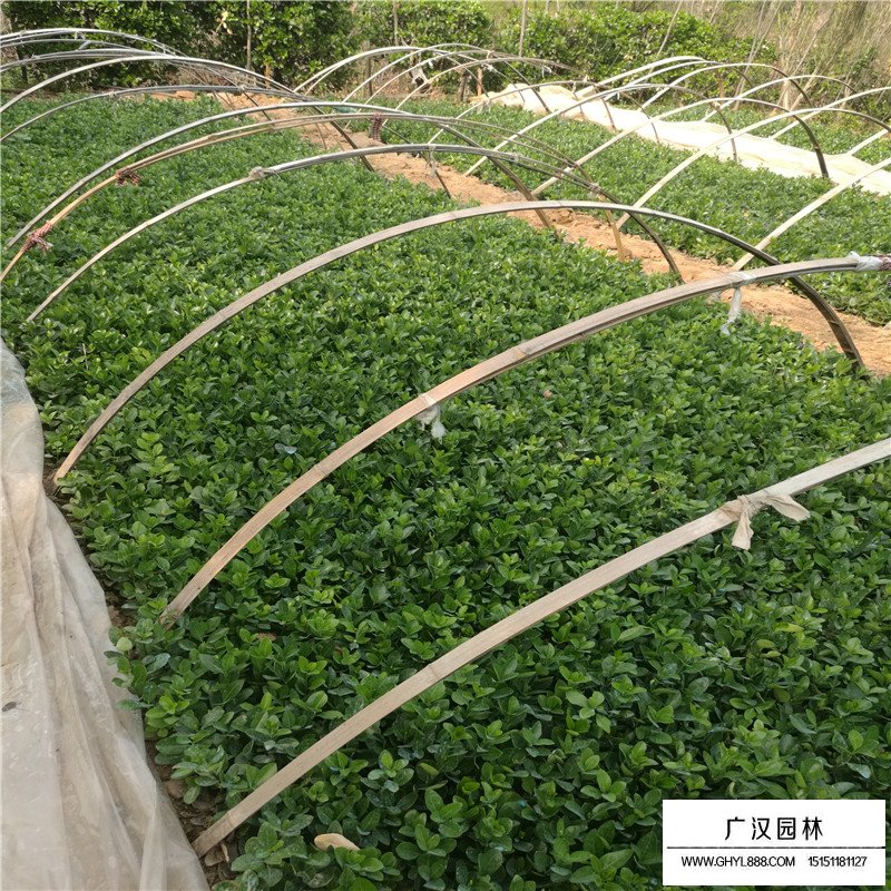 便宜的冬青球哪里有賣(圖4)