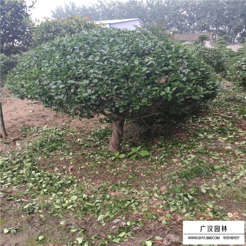 便宜的冬青球哪里有賣(圖6)