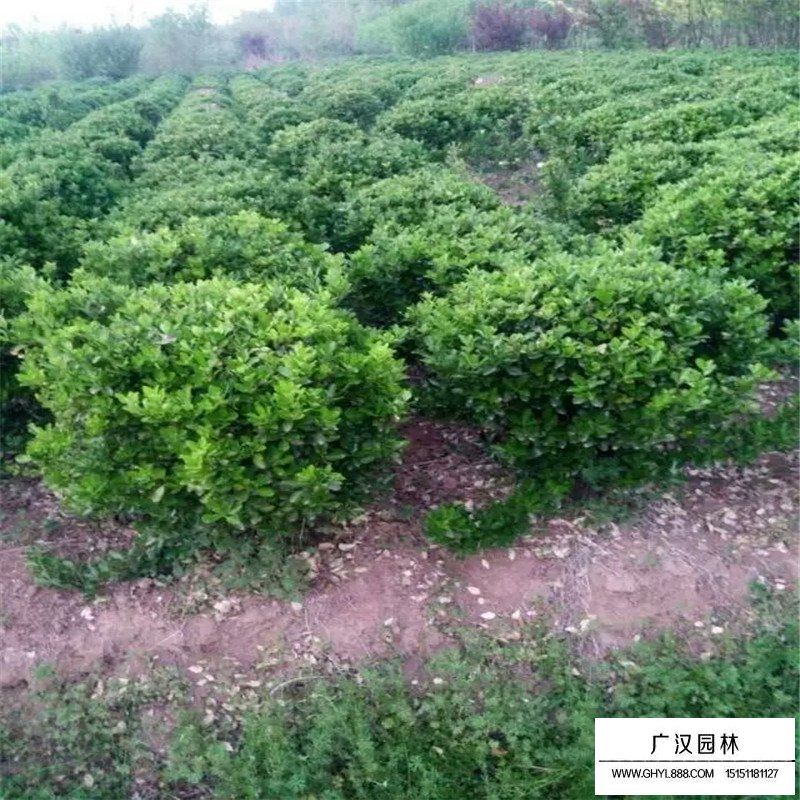 不同規(guī)格的大葉黃楊球價(jià)格表(圖4)