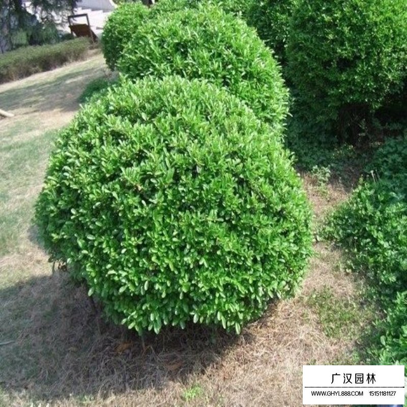 不同規(guī)格的大葉黃楊球價(jià)格表(圖10)