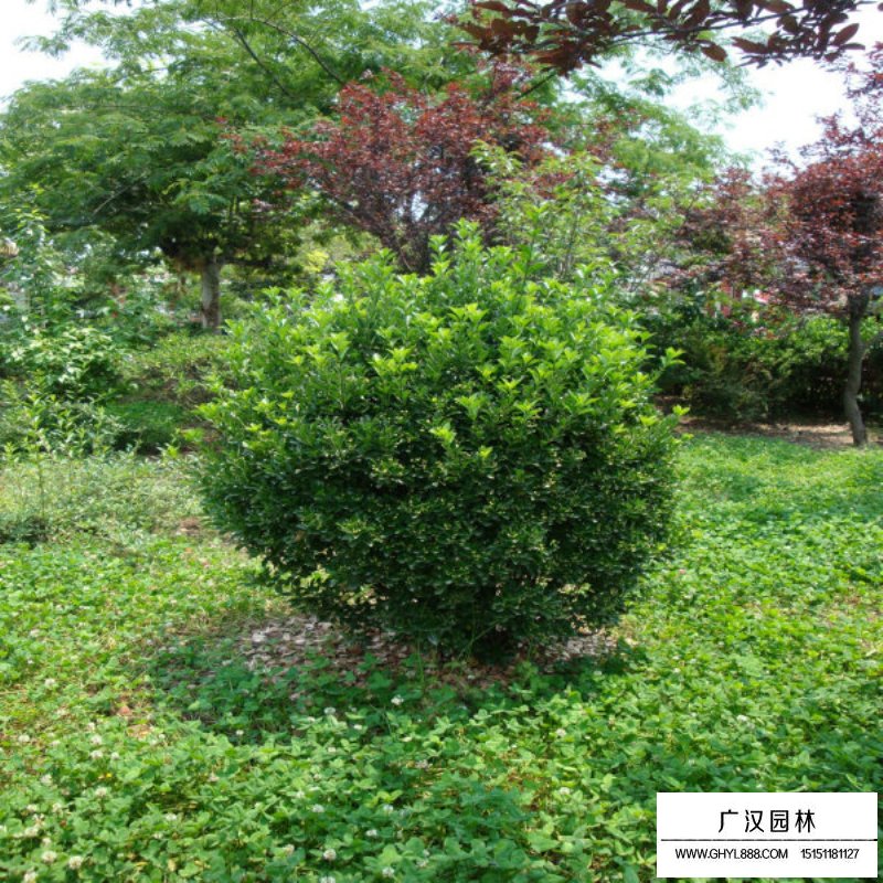 不同規(guī)格的大葉黃楊球價(jià)格表(圖8)