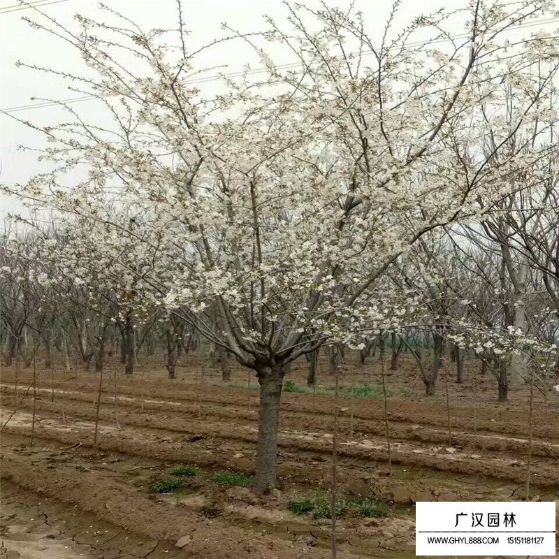 單櫻的價格是多少(圖1)