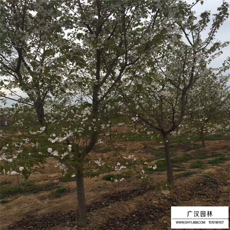 單櫻的價格是多少(圖6)