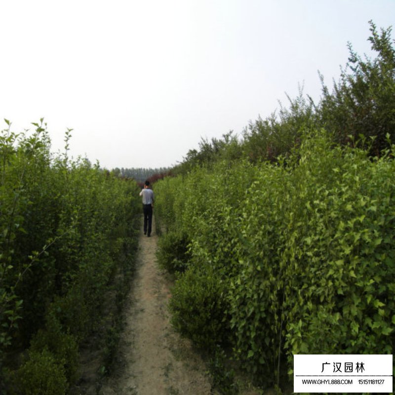 叢生木槿開花圖片及園林用途(圖1)