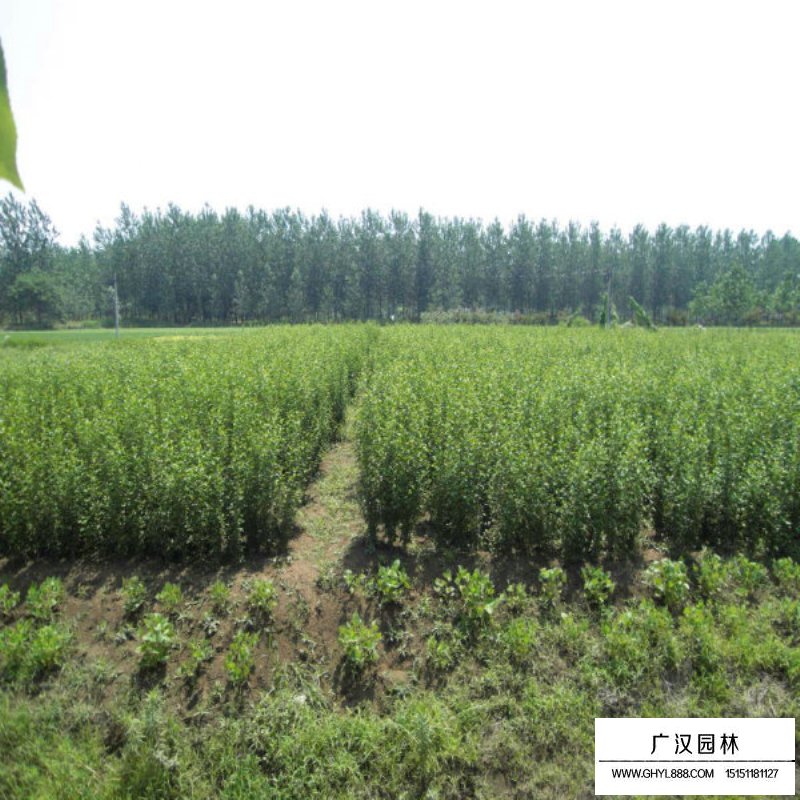 叢生木槿開花圖片及園林用途(圖5)