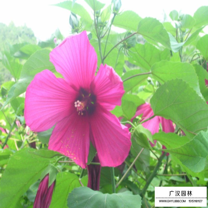 叢生木槿開花圖片及園林用途(圖6)
