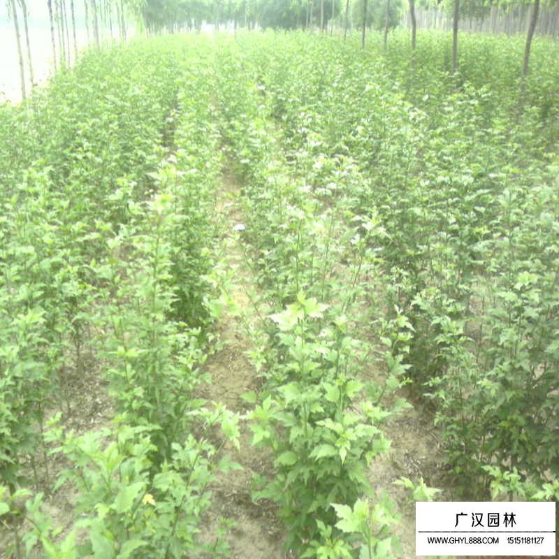 叢生木槿開花圖片及園林用途(圖7)