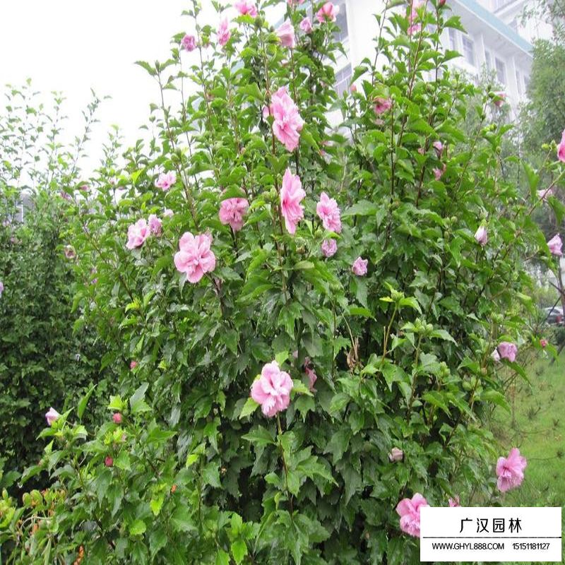 叢生木槿開花圖片及園林用途(圖8)