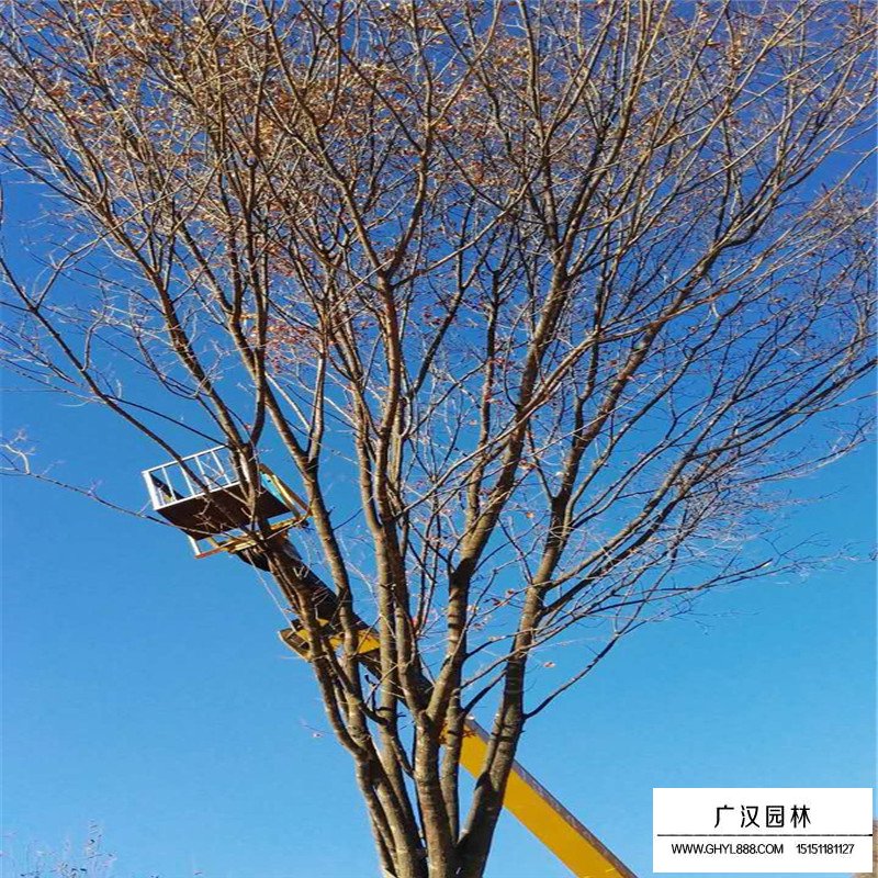 叢生五角楓種植基地(圖2)