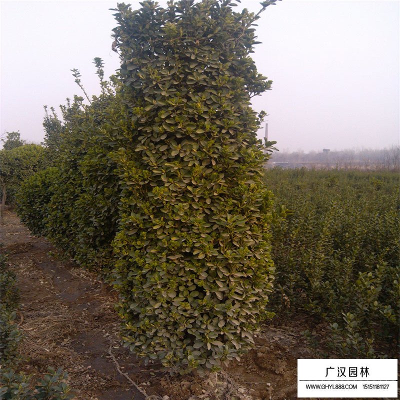 大葉黃楊柱造型價(jià)格(圖7)