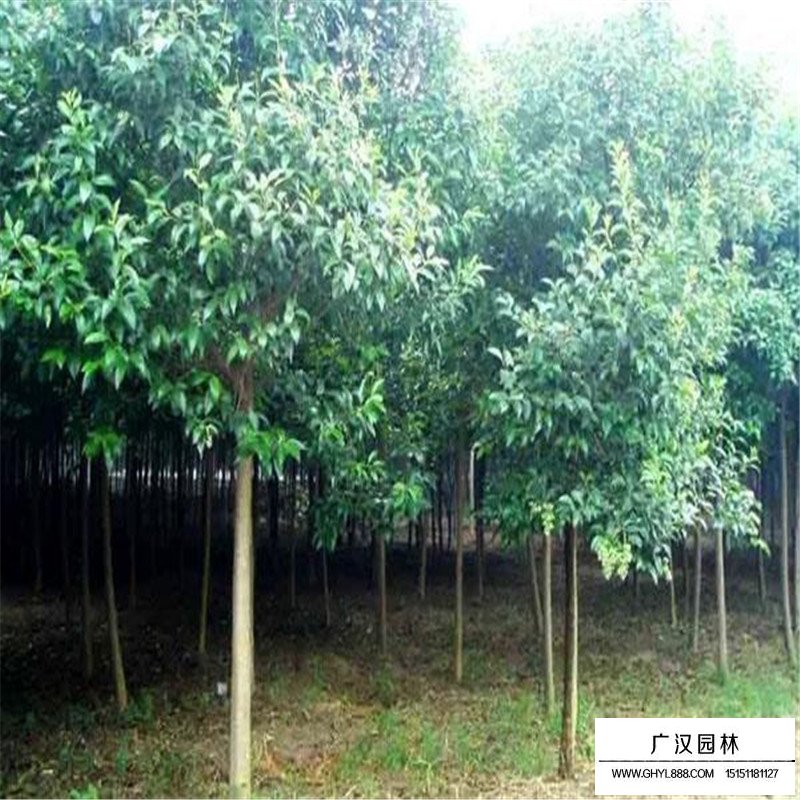  大葉女貞是常綠喬木還是落葉喬木(圖2)