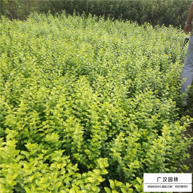 金葉女貞是否難培育(圖1)