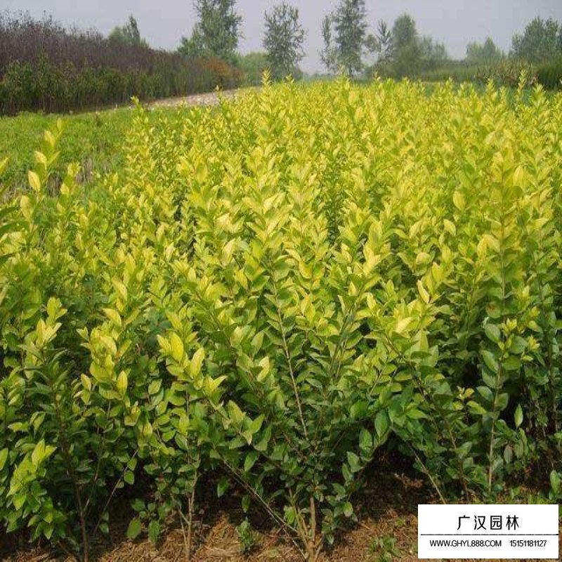 金葉女貞的分布(圖2)