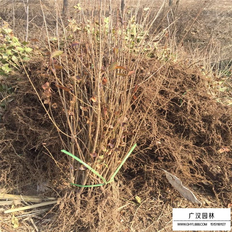 為什么金葉女貞如此受歡迎？(圖2)