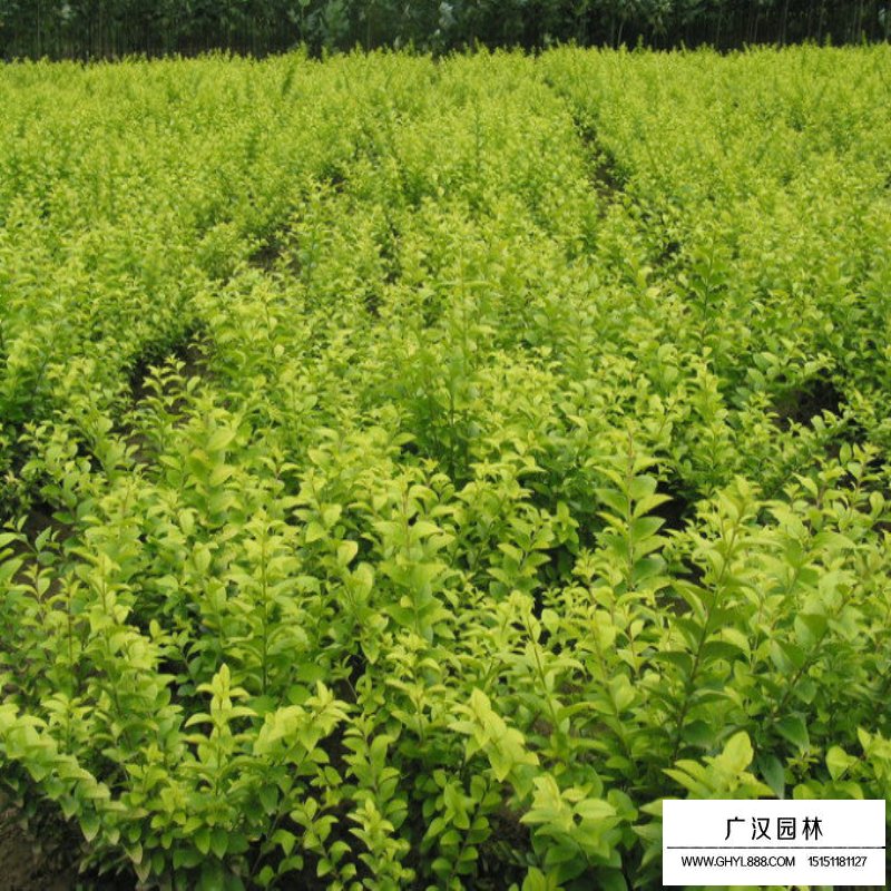 為什么金葉女貞如此受歡迎？(圖3)