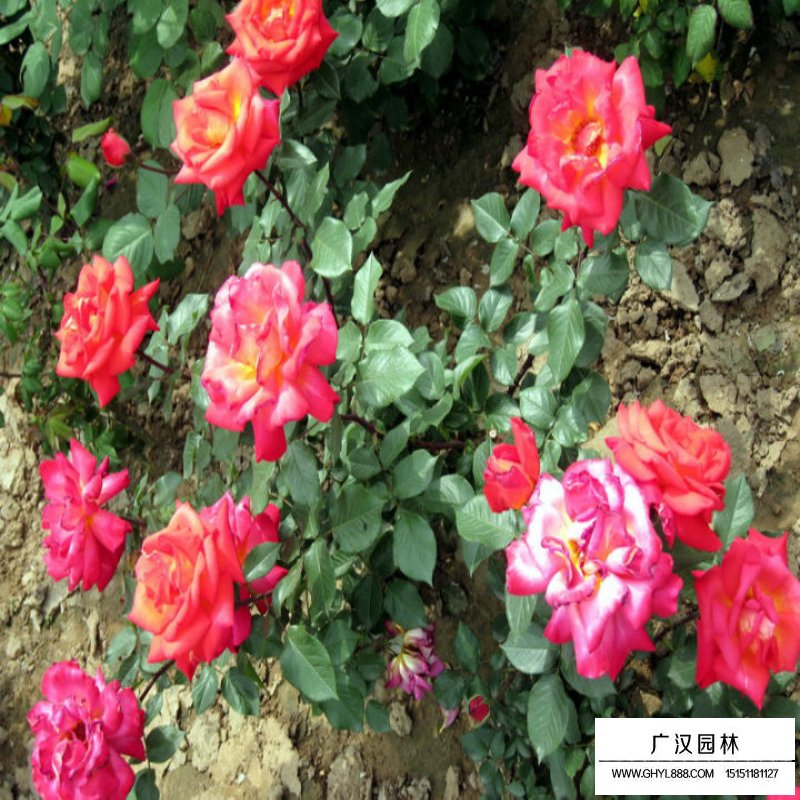 地被月季都有哪些品種(圖2)