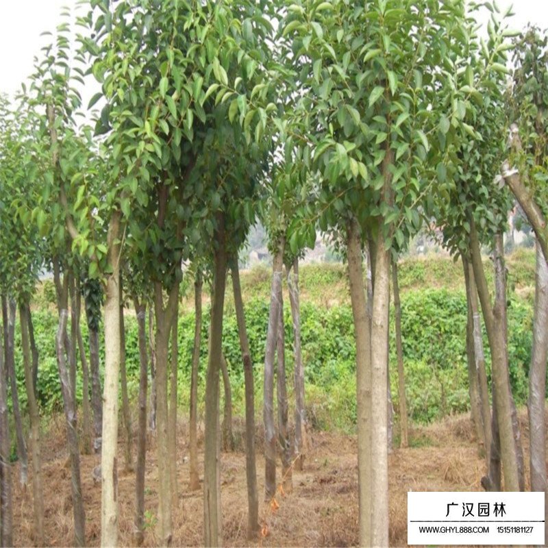 獨桿女貞多少錢一棵(圖3)