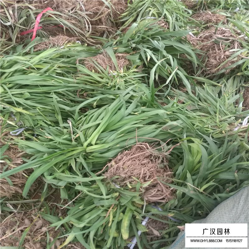 最新德國(guó)鳶尾的價(jià)格(圖3)