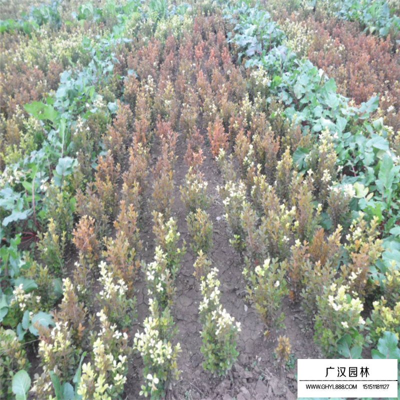 豆瓣黃楊苗的價格