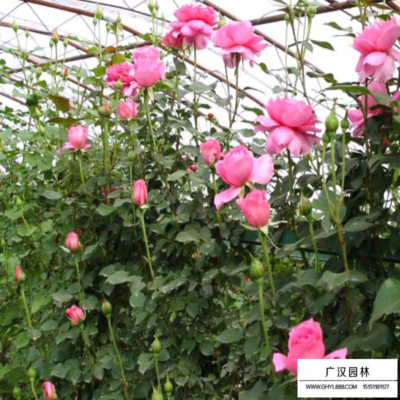 地被月季最新價格