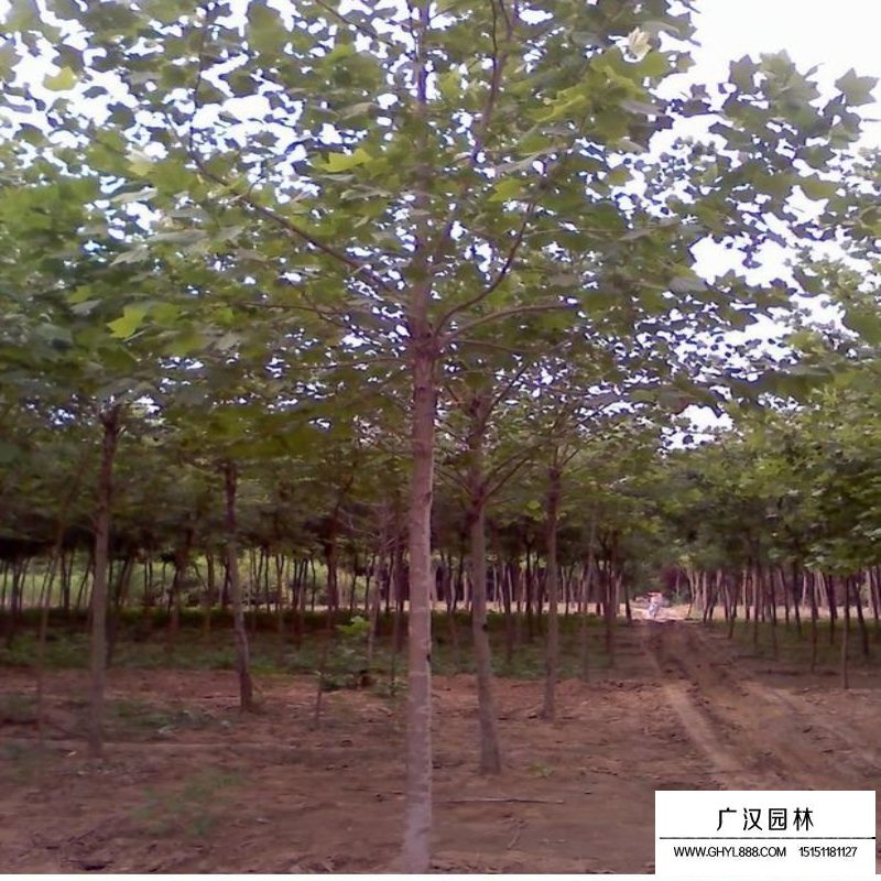 法國(guó)梧桐的最新價(jià)格表(圖4)