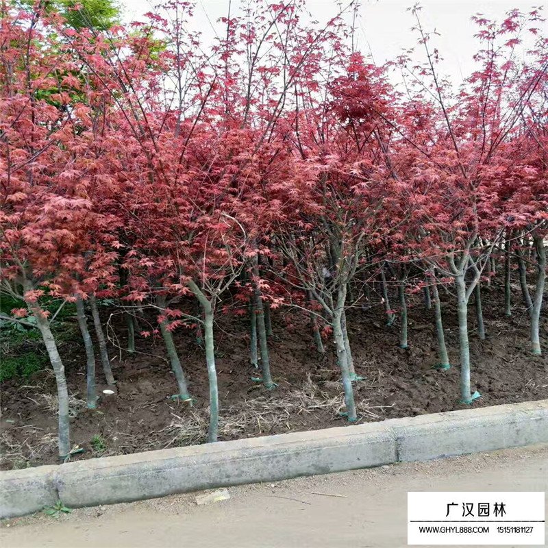紅楓價(jià)格