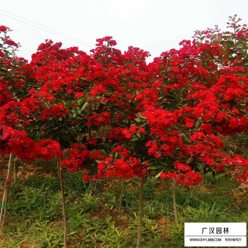 美國紅火箭紫薇(圖1)