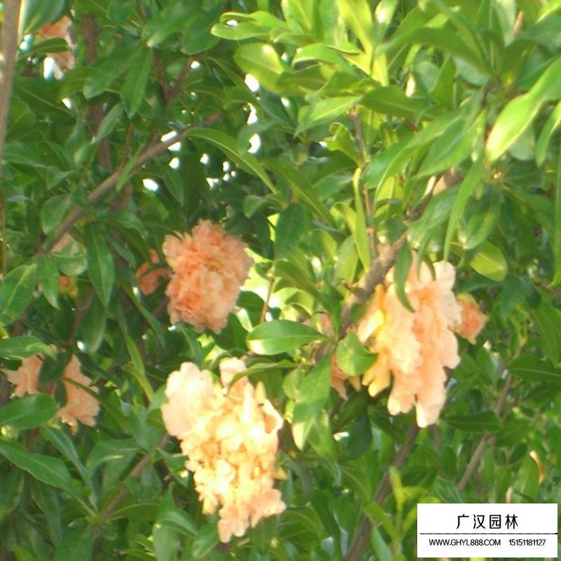 哪里可以買到黑籽甜石榴樹苗(圖1)