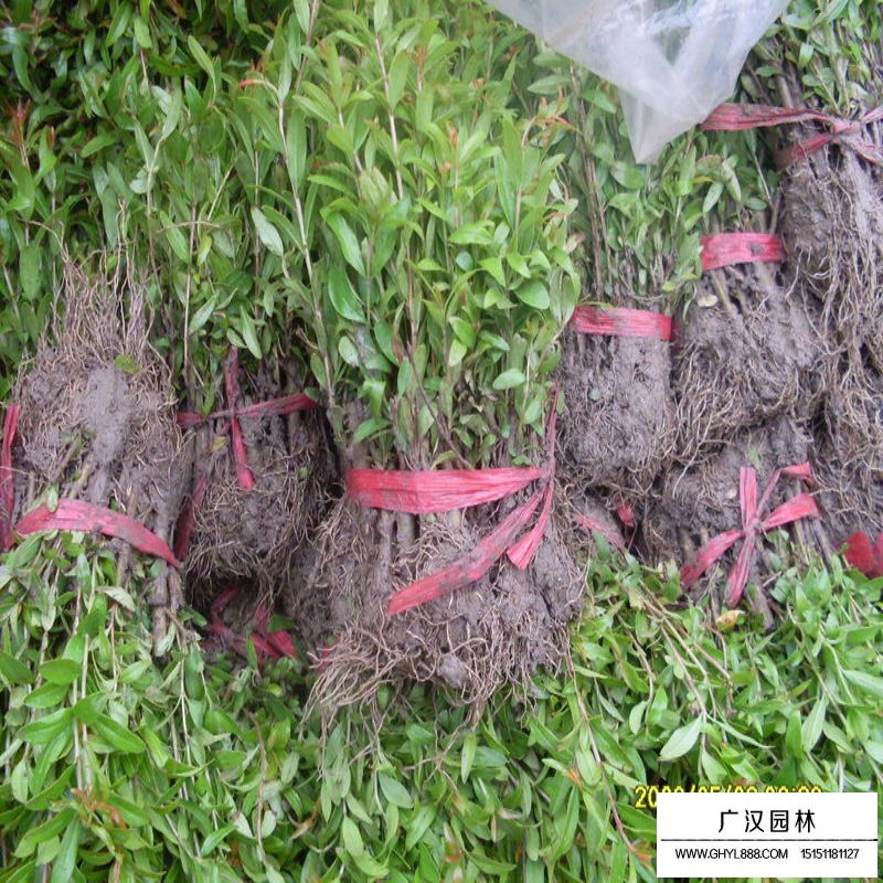 哪里可以買到黑籽甜石榴樹苗(圖2)