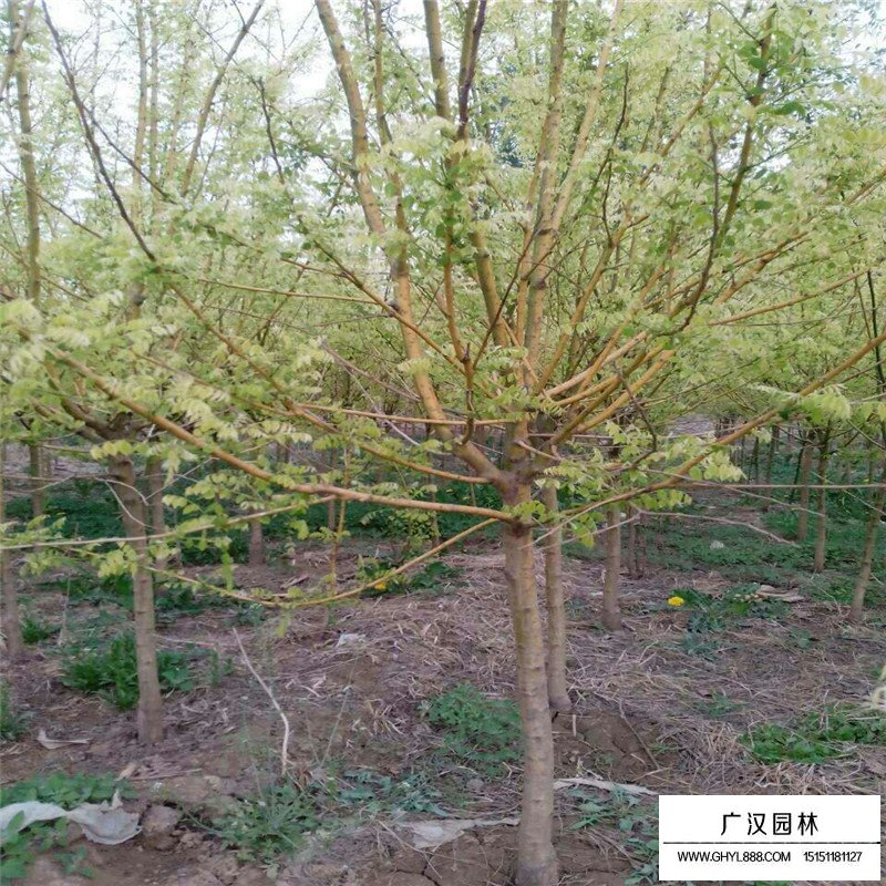 黃金槐樹價(jià)格