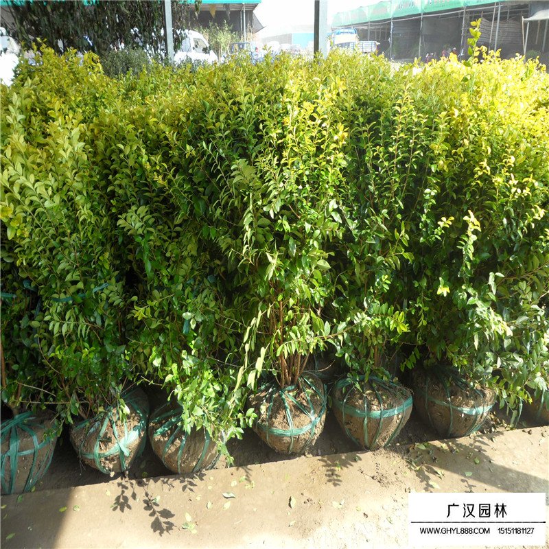 金葉女貞球(圖5)