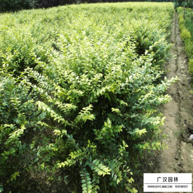 金葉女貞球(圖9)