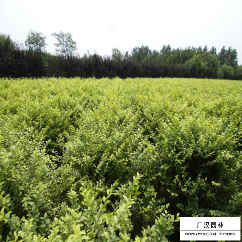 金葉女貞球(圖10)