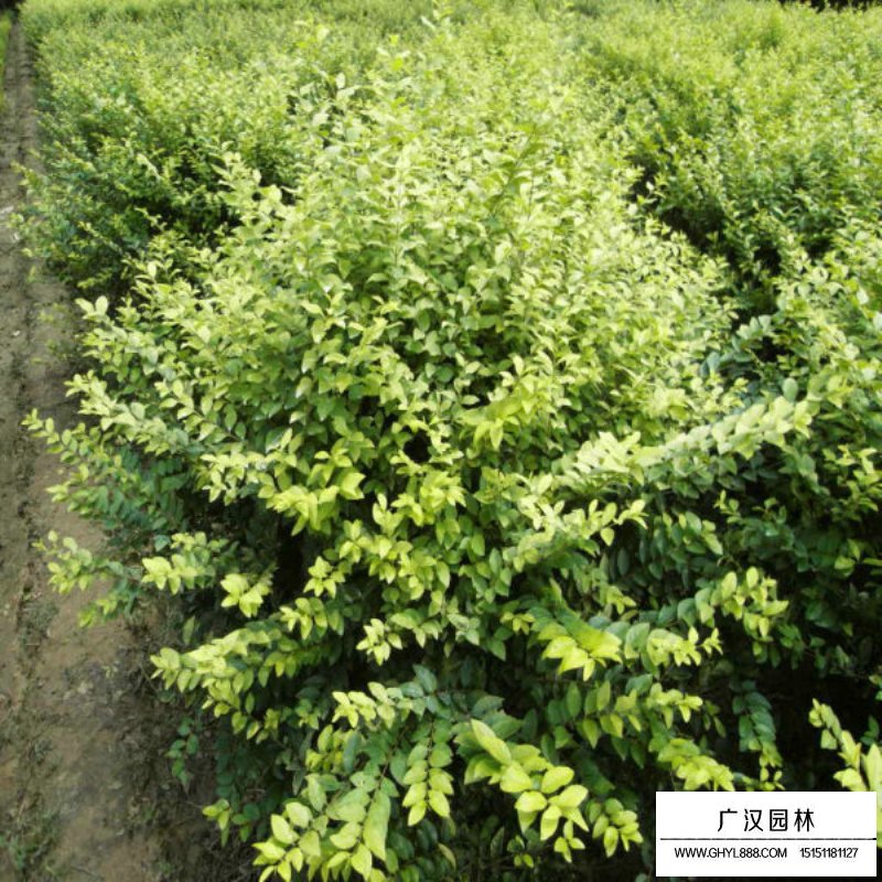 金葉女貞球(圖11)