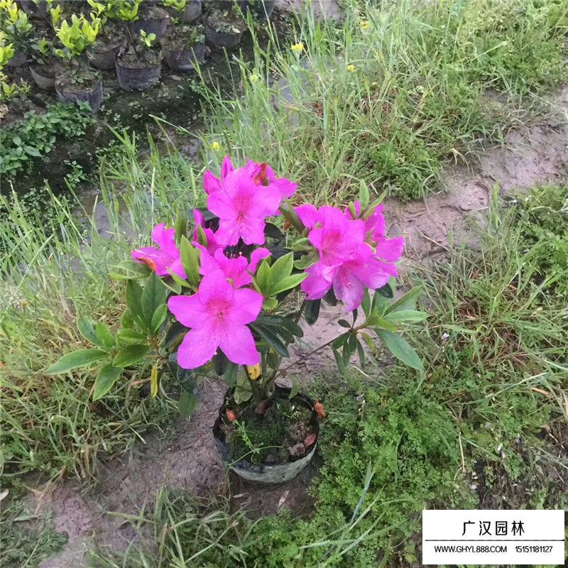 毛鵑 毛鵑
