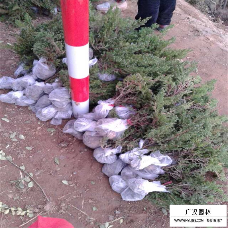 鋪地柏沭陽(yáng)基地